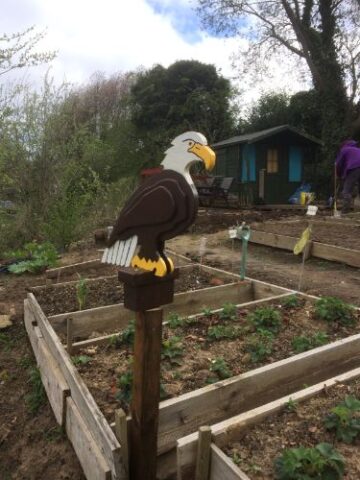 Brians eagle at allotment